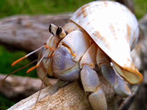 Item #91920838516500969586140493576070920060778375503638515337937380305229781663745 Media