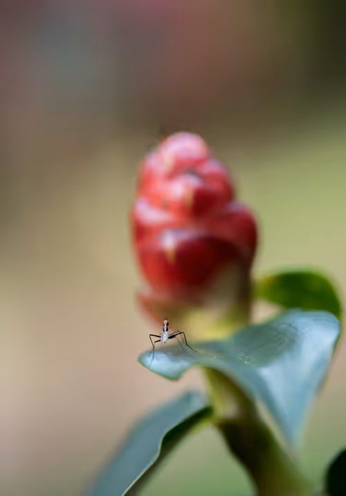 Item #16169064393399629467859942900905405490006492366557123064973208571327767642113 Media