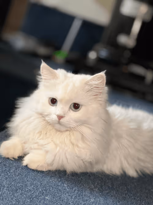 Item #37873097322341576787290515243064773306531845255761426927541843350513097113601 Media