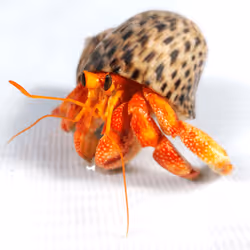 91920838516500969586140493576070920060778375503638515337937380300831735152641