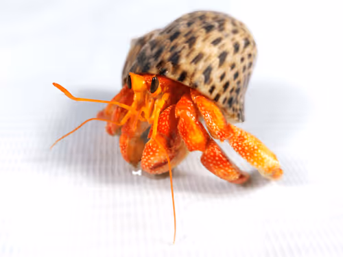 91920838516500969586140493576070920060778375503638515337937380300831735152641