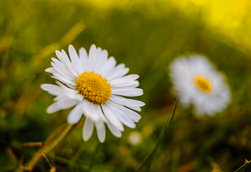 Item #60110065463678735870247965471786493071460966038928114919073523827228964552705 Media