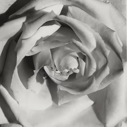 Untitled Collection #3969594052