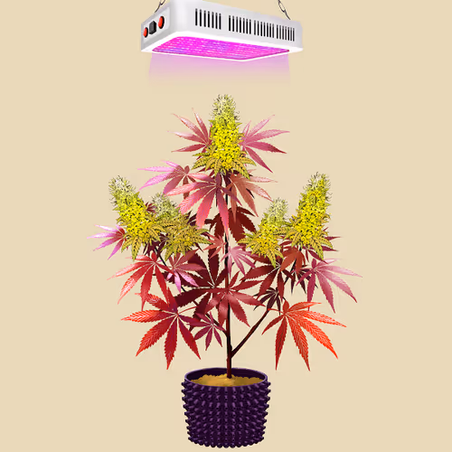 NFTokin #12517