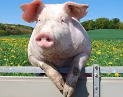 pig