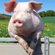 pig