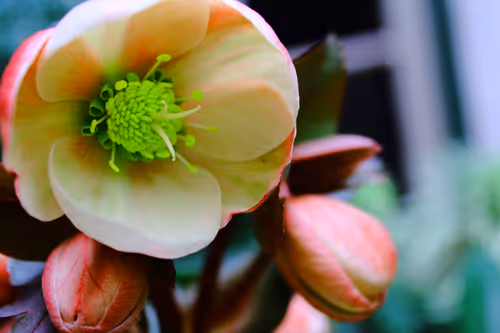 Item #33380414100162990517167683212872483794318507353574631711718748697715225395201 Media