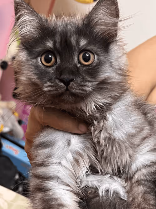 Item #37873097322341576787290515243064773306531845255761426927541843349413585485825 Media