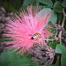 World of Bloom #0139