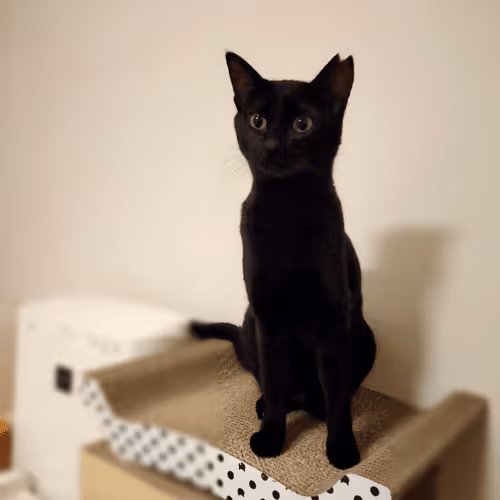 Item #21641457647604119415336293419062628234912656034096128592142110510137009504261 Media