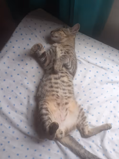 Item #4206968959528382267850550168117913088191590325513865346546053381345085751297 Media