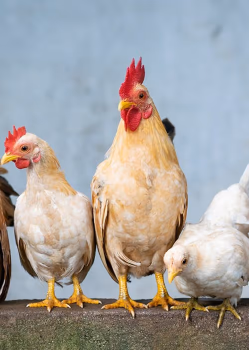 Item #56261157131684090333067152114143149334831249022165669182423078574877791223809 Media