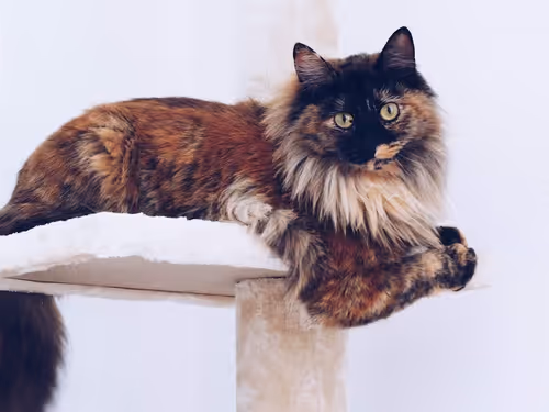 Item #16019056736482960857110590606583721155274474442682163466979765724780649512961 Media