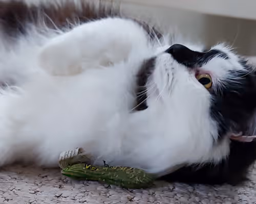 Item #13161020314009032005485822086301964352885579695205061807387255232255234146305 Media