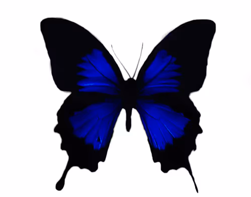 Item #114870335106955473169093684983485936452695297859029117914503749909801001287681 Media