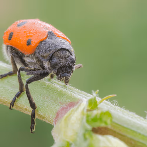 Item #85482677209635580740523827451099252136629396536545148940270710372124665577473 Media