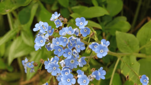 Item #98679578177621649628089872010712381059223698631184272161596299633358505246721 Media