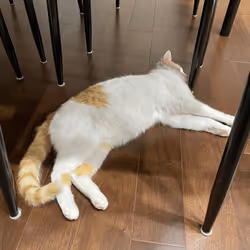 57432309319676179700798702069366385585354272226932054472084541782505707012097