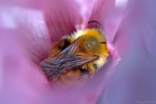 Item #71581581597643149467168648258107612895954652737946138187853336695428259774465 Media