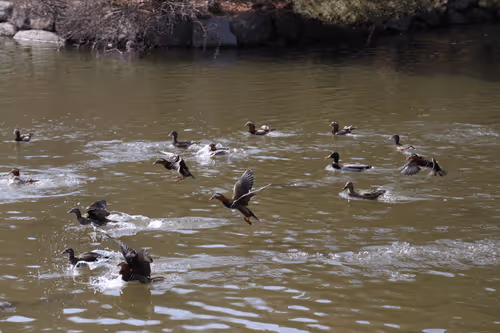 Item #88883349371163491607533237440798629699912672316183715139134230428384122372106 Media