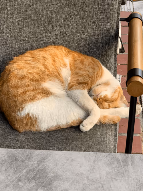 Item #17515738306978719968262498841325571422786288759914264138951078848783731130369 Media