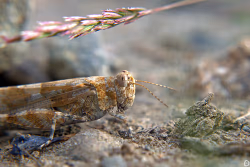 Item #71581581597643149467168648258107612895954652737946138187853336681134608613377 Media