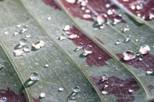 Item #47344123980109973813634142770242239438764360713225161879961011980256436813825 Media