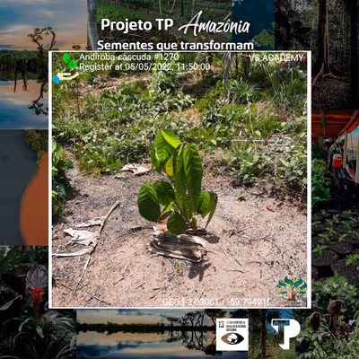 Item #8500196597889277390194123329501889087166328879864934763448349210744406933505 Media