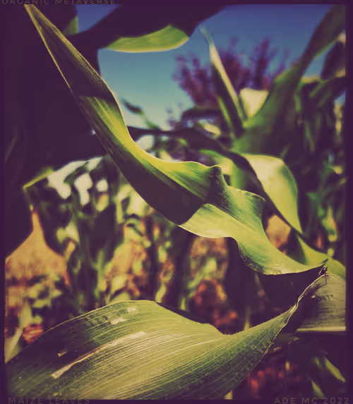 Item #3787080761074609709675817509753112159059746763483256848434353870057710288897 Media