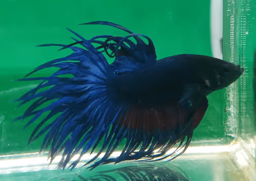 Item #76093963924936973222684762009084726555674488189040824510729450759304928821249 Media