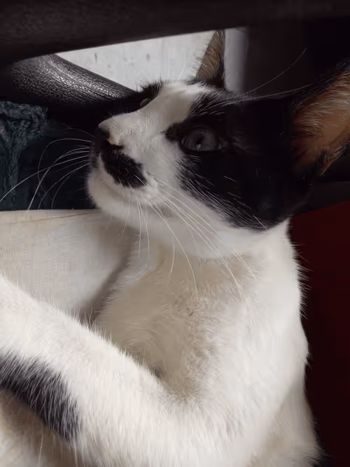 Item #89331665747570926078978904565151837822788080939742704876963867116099594092545 Media