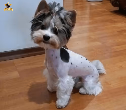 Item #38667131167011634385541907782208186835961873608250228940362662782619474722817 Media