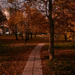 The autumn path