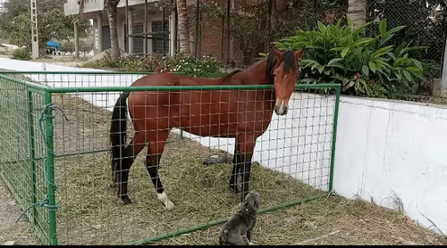 Item #32237202173720727343948986965561335091197107318394763909165930984705445855233 Media