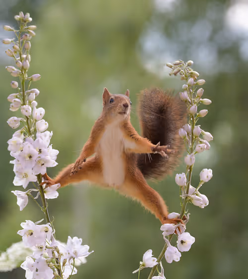 Item #41723246610632705543282218396403645401617984070439185990108432309597132292097 Media