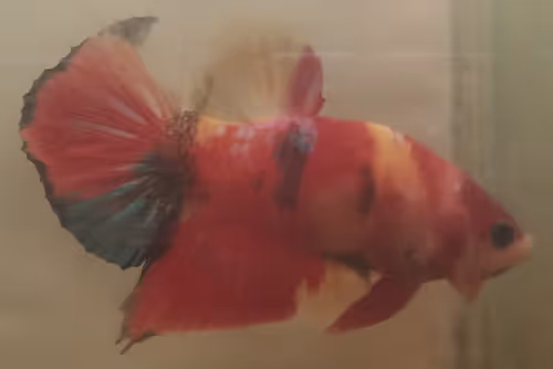 Item #76093963924936973222684762009084726555674488189040824510729450737314696265729 Media