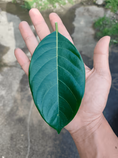 Item #31081804352330578596568685091517160537930858517835942894700270004306383470593 Media