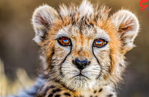 Item #76466310300126239024300638374744154176719957399906921702240534688216305893377 Media