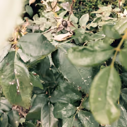 Tiny Tree Frog