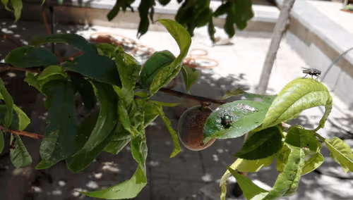 Item #71783453458607510737296471841867983382980629409983277105935523593617691115521 Media