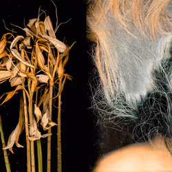 109162157552346088047496633038404394118504199992061596446112929357740059394049