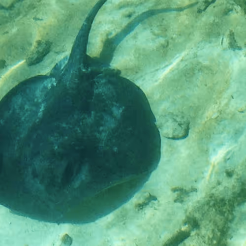 Item #47740723628740992811774374688397150768592318939959493340400451048333826326529 Media