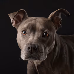 39267609400351157350082818508963900481325606176986545385386430949770649403393