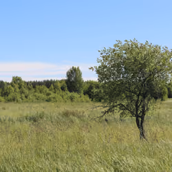 summer wood