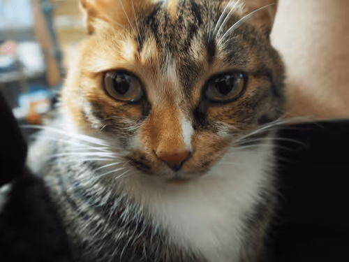 coco