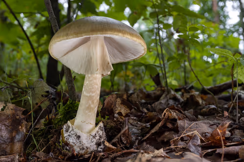 Item #64713155281190120806625528010509445569029273032710388433466981983688685780993 Media