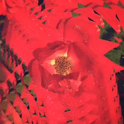 Flxer8