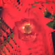 26044701990130150032661183364313585332007387299419332136612365811239276773377