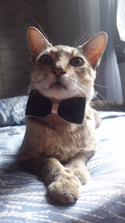 Item #4206968959528382267850550168117913088191590325513865346546053382444597379073 Media