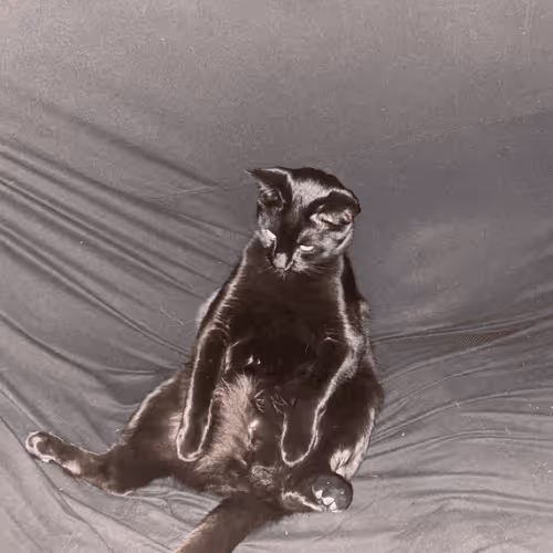 Untitled Collection #204518798